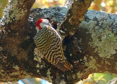 Chloropicus fuscescens