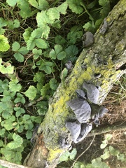 Auricularia angiospermarum