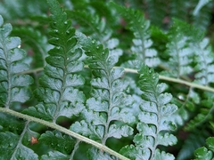 Microlepia nepalensis