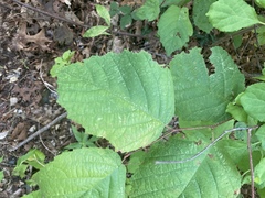 Corylus cornuta