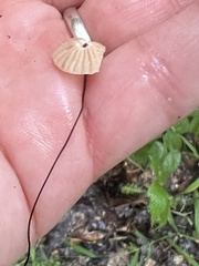 Marasmius capillaris