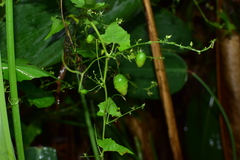 Actinostemma tenerum