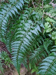 Microlepia nepalensis