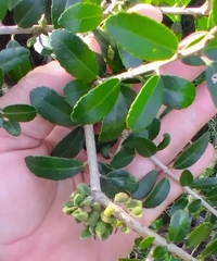 Gyropsylla ilecis