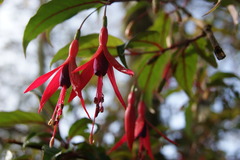 Fuchsia regia