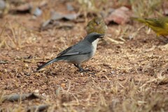 Microspingus cinereus