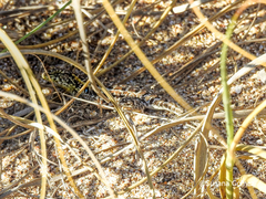 Liolaemus wiegmannii