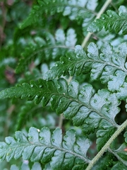 Microlepia nepalensis