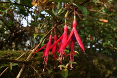 Fuchsia regia