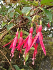 Fuchsia regia