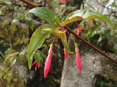 Fuchsia regia