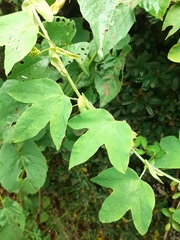Passiflora subpeltata