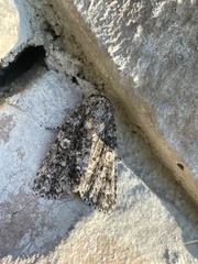 Acronicta afflicta