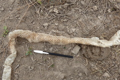 Palusophis bifossatus