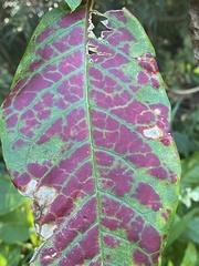 Phyllocnistis magnoliella