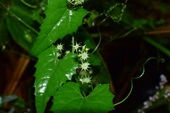 Actinostemma tenerum