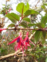 Fuchsia regia