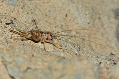 Gryllomorpha