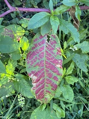 Phyllocnistis magnoliella