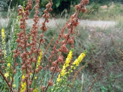 Agrimonia eupatoria