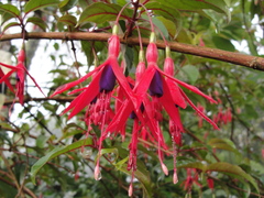 Fuchsia regia