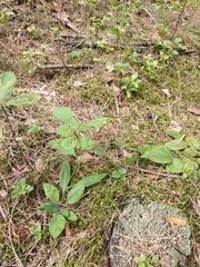 Hieracium murorum