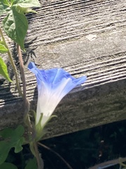 Ipomoea