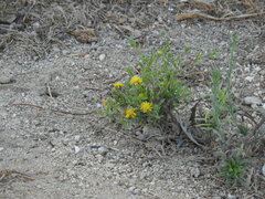 Pulicaria paludosa