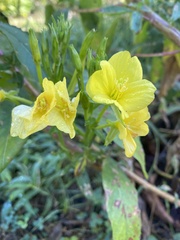 Oenothera biennis