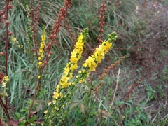 Agrimonia eupatoria