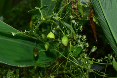 Actinostemma tenerum