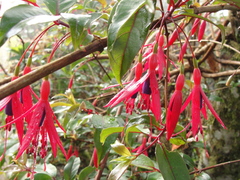 Fuchsia regia