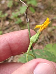 Hieracium murorum