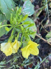 Oenothera biennis