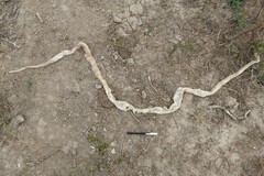 Palusophis bifossatus