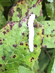 Macremphytus tarsatus