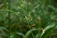 Zizania latifolia
