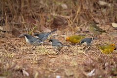 Microspingus cinereus