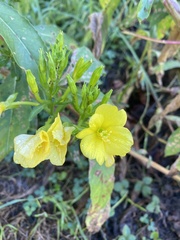Oenothera biennis