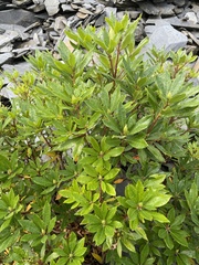 Rhododendron ponticum