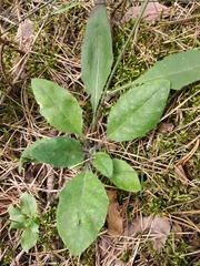 Hieracium murorum