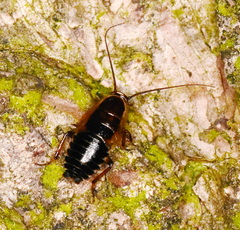 Ectobius sylvestris