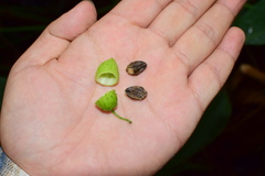 Actinostemma tenerum