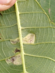 Aceria erinea