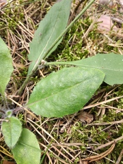 Hieracium murorum