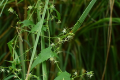 Actinostemma tenerum