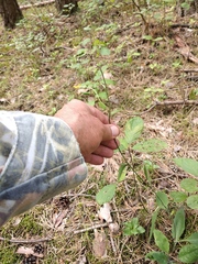 Hieracium murorum