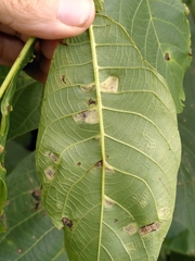 Aceria erinea