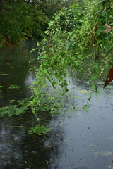 Actinostemma tenerum