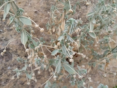 Mercurialis tomentosa